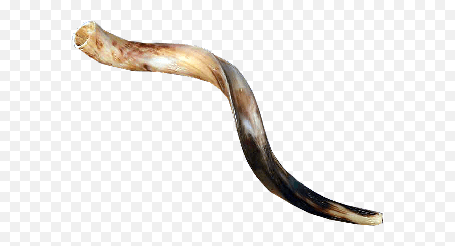 Yemenite Shofar 60 - 64 Cm 2325 Inches Shofar Firsale Png,Shofar Png