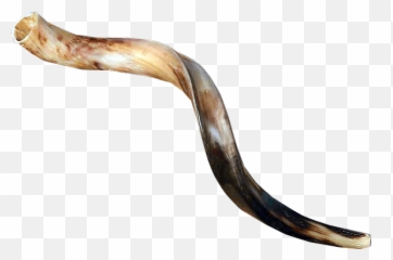 Yemenite Shofar 60 - 64 Cm 2325 Inches Shofar Firsale Png,Shofar Png