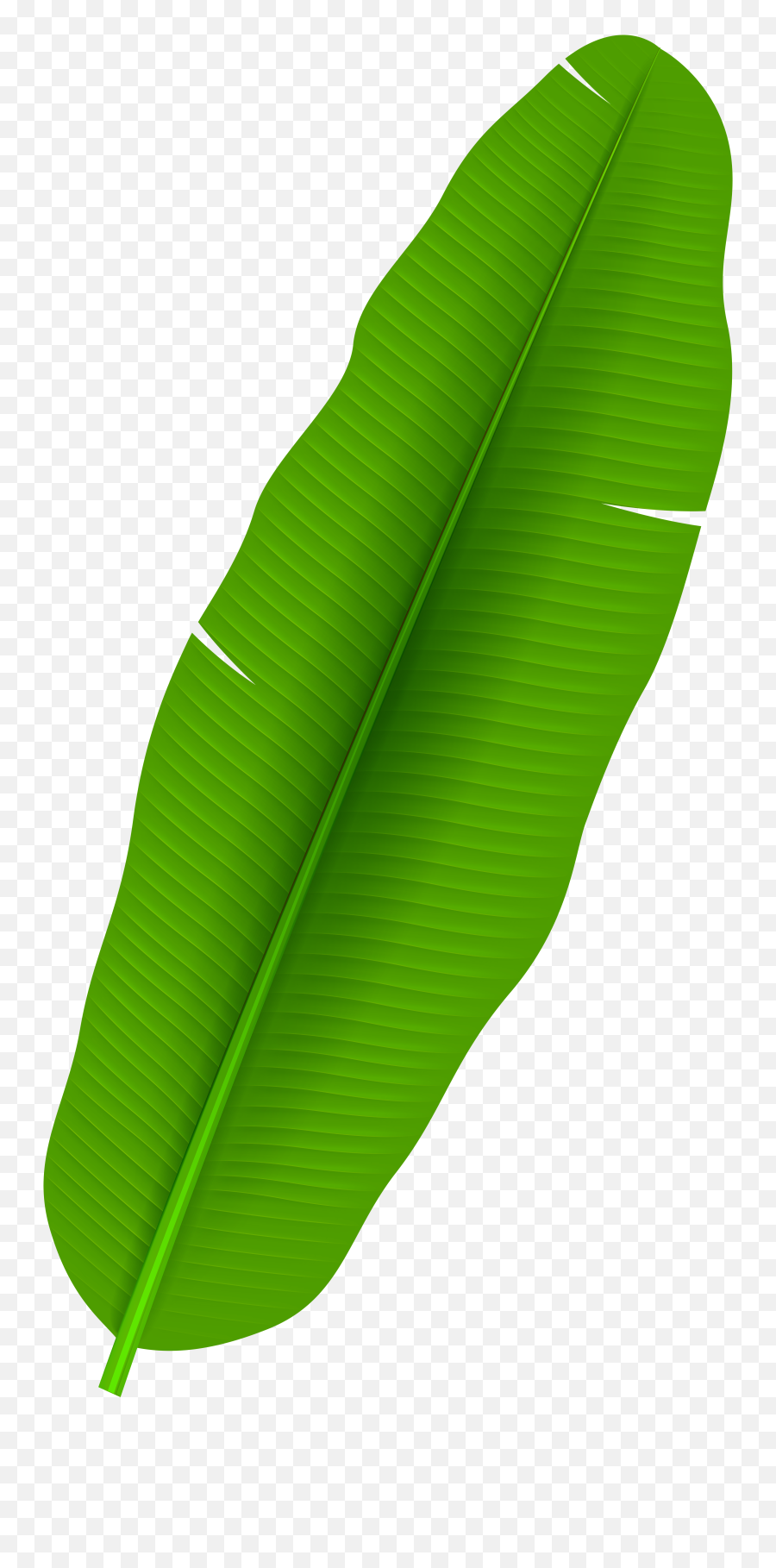 Banana Leaf Clipart Png - Banana Leaf Png Clipart,Palm Tree Leaves Png