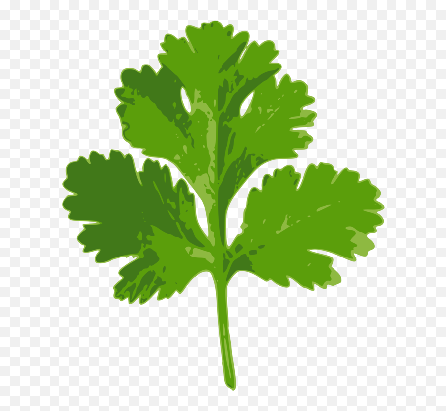 Coriander Parsley Indian Cuisine Herb - Cilantro Png,Parsley Png