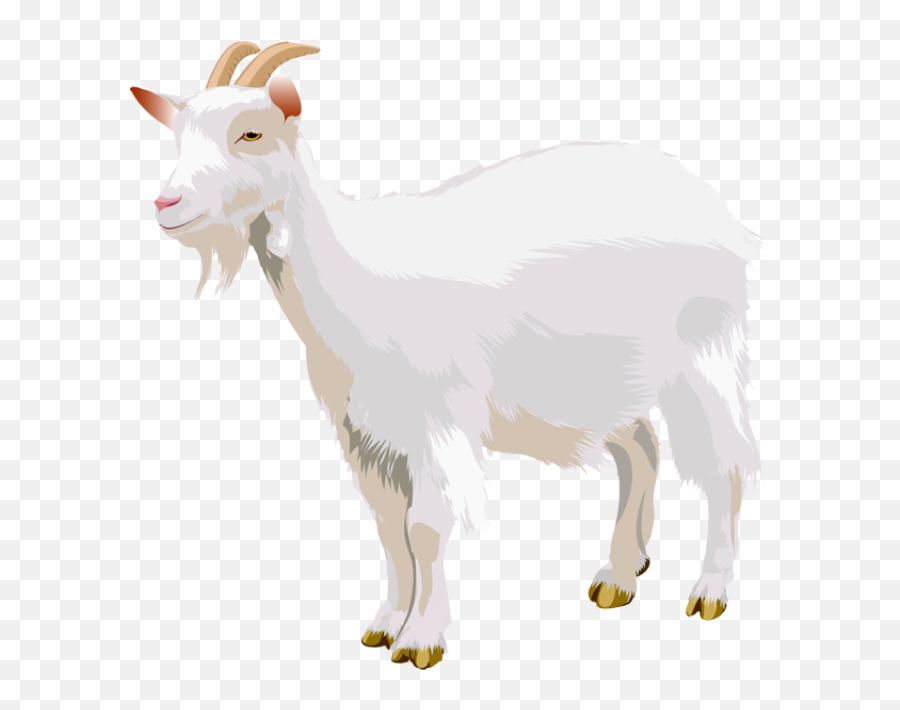 Picture - White Goat Clipart Png,Goats Png