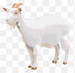 Picture - White Goat Clipart Png,Goats Png