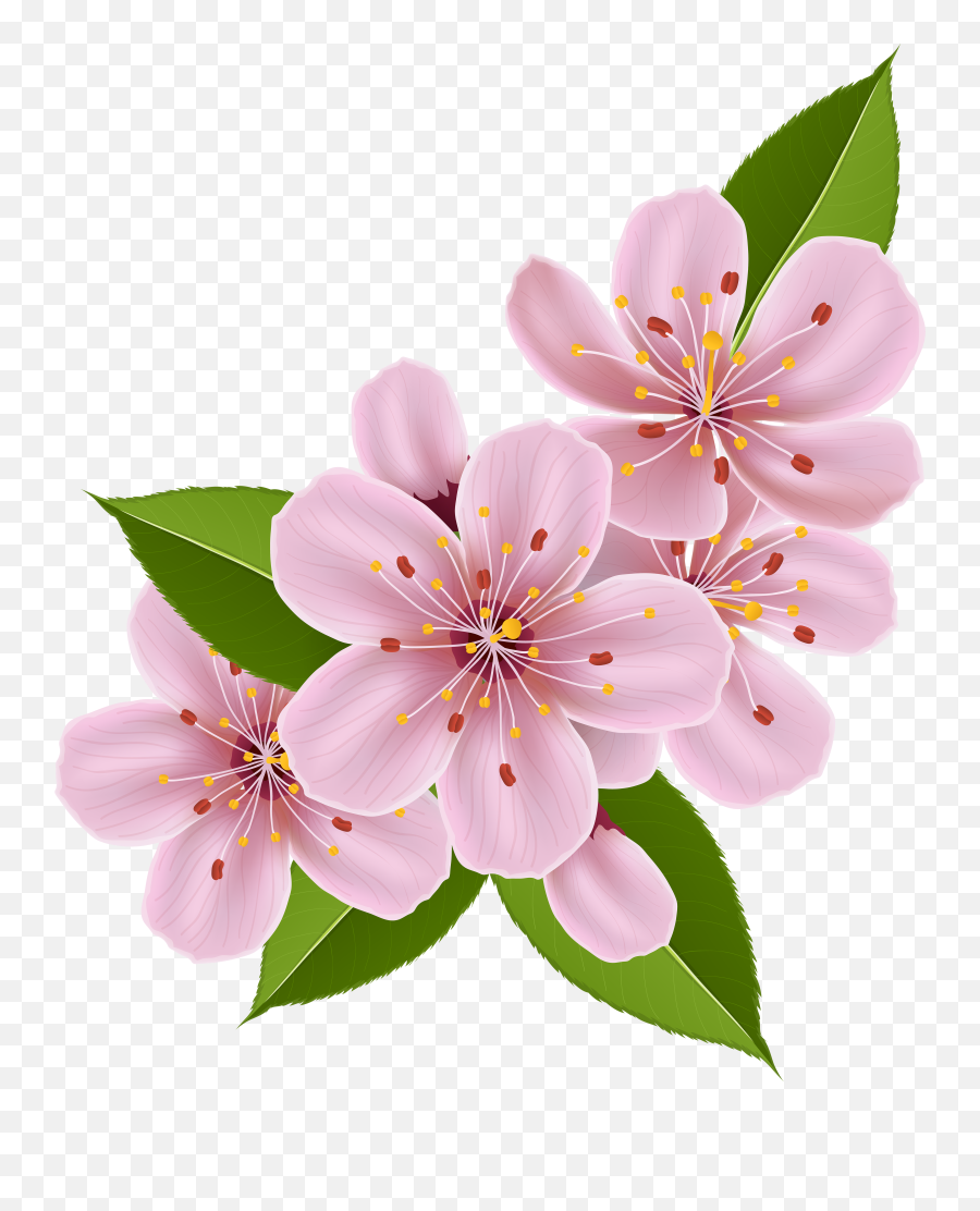 Transparent Spring Blossom - Flower Cherry Blossom Clipart Png,Cherry Blossom Branch Png