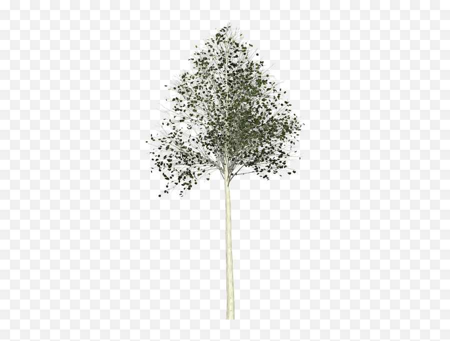 Aspen Tree Painted - Vertical Png,Aspen Tree Png