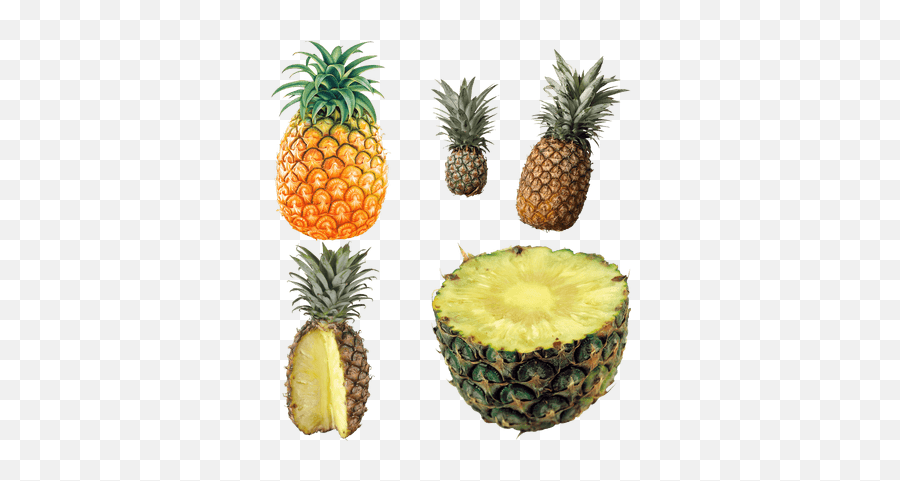 Pineapples Transparent Png Images Stickpng - Free Png Image,Pineapple Transparent
