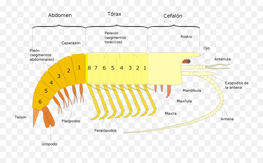 Filegeneral Malacostracan Espng - Wikimedia Commons Malacostraci,Mala Png