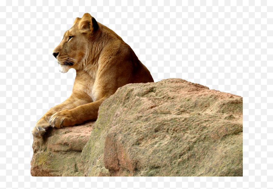 Lioness Png 3 Image - Transparent Background Lioness Png,Lioness Png