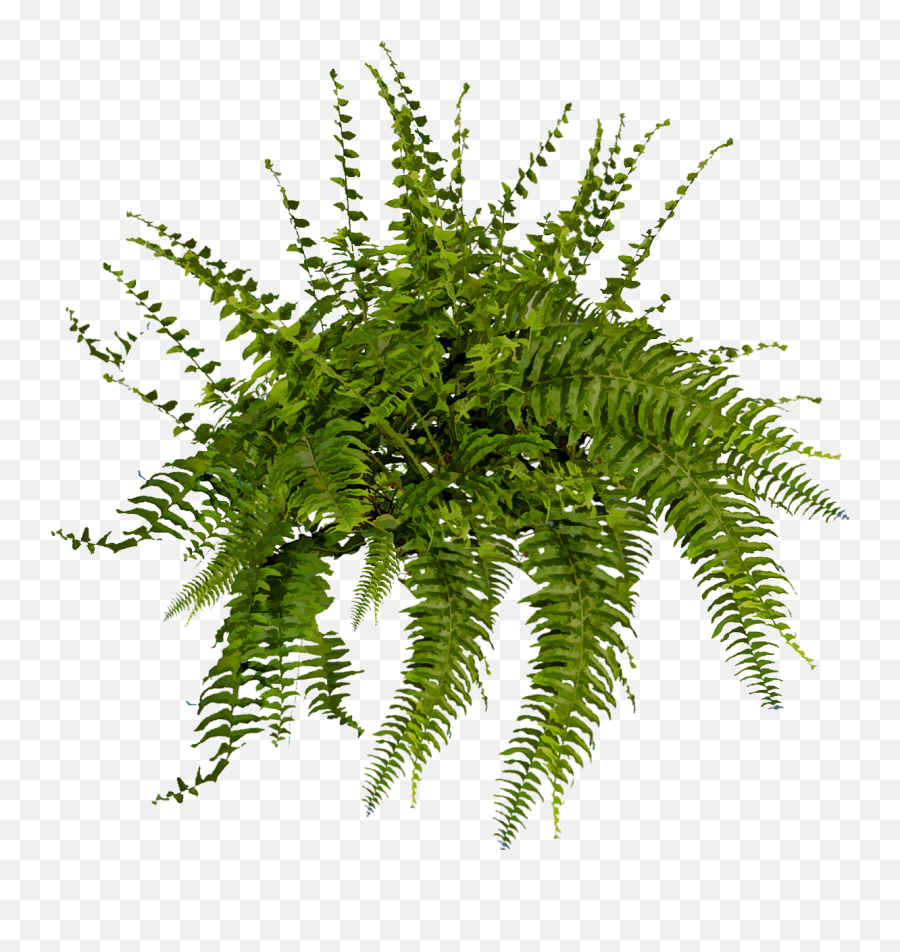 Download Hd Boston Fern Png Transparent - Fern Png,Fern Png