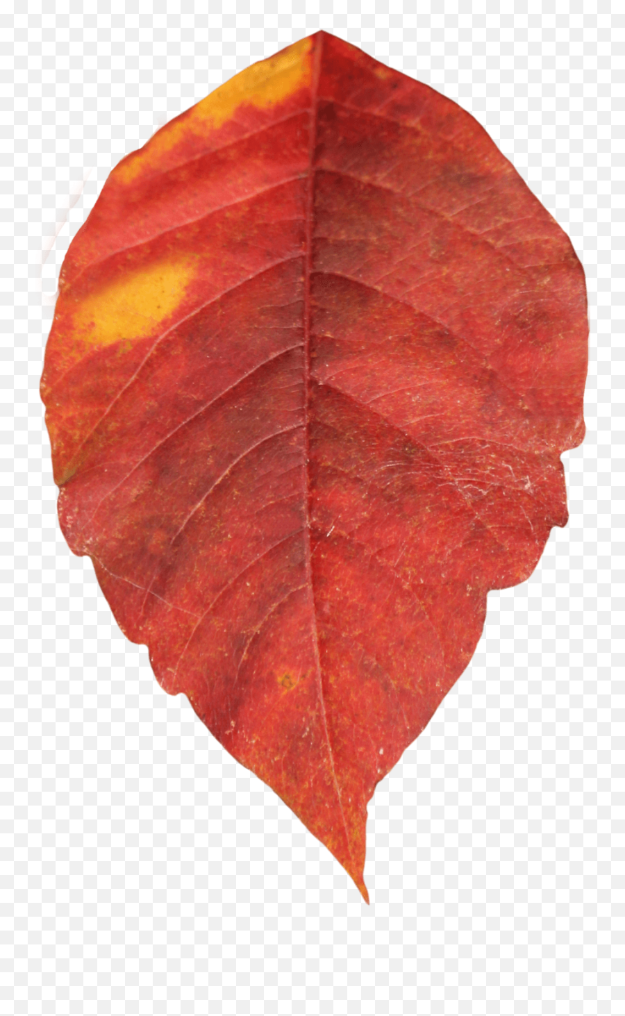 Autumn Leaf Single Transparent Png - Single Leaves Images Png,Autumn Leaves Png