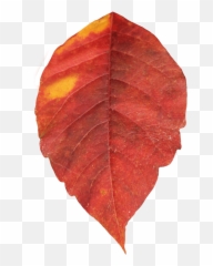 Autumn Leaf Single Transparent Png - Single Leaves Images Png,Autumn Leaves Png