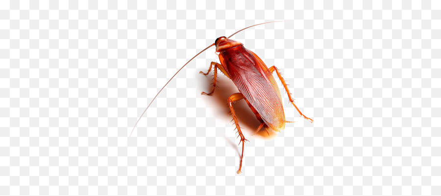 Cockroach Png And Vectors For Free Download - Dlpngcom American Cockroach Png,Cockroach Transparent