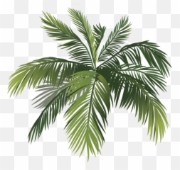 Ibo Maraca - Attalea Speciosa Png,Maraca Png