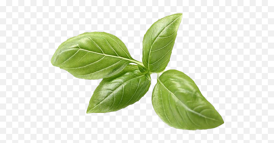Pesto Leaves Png All - Png Pesto Leaves,Tea Leaves Png