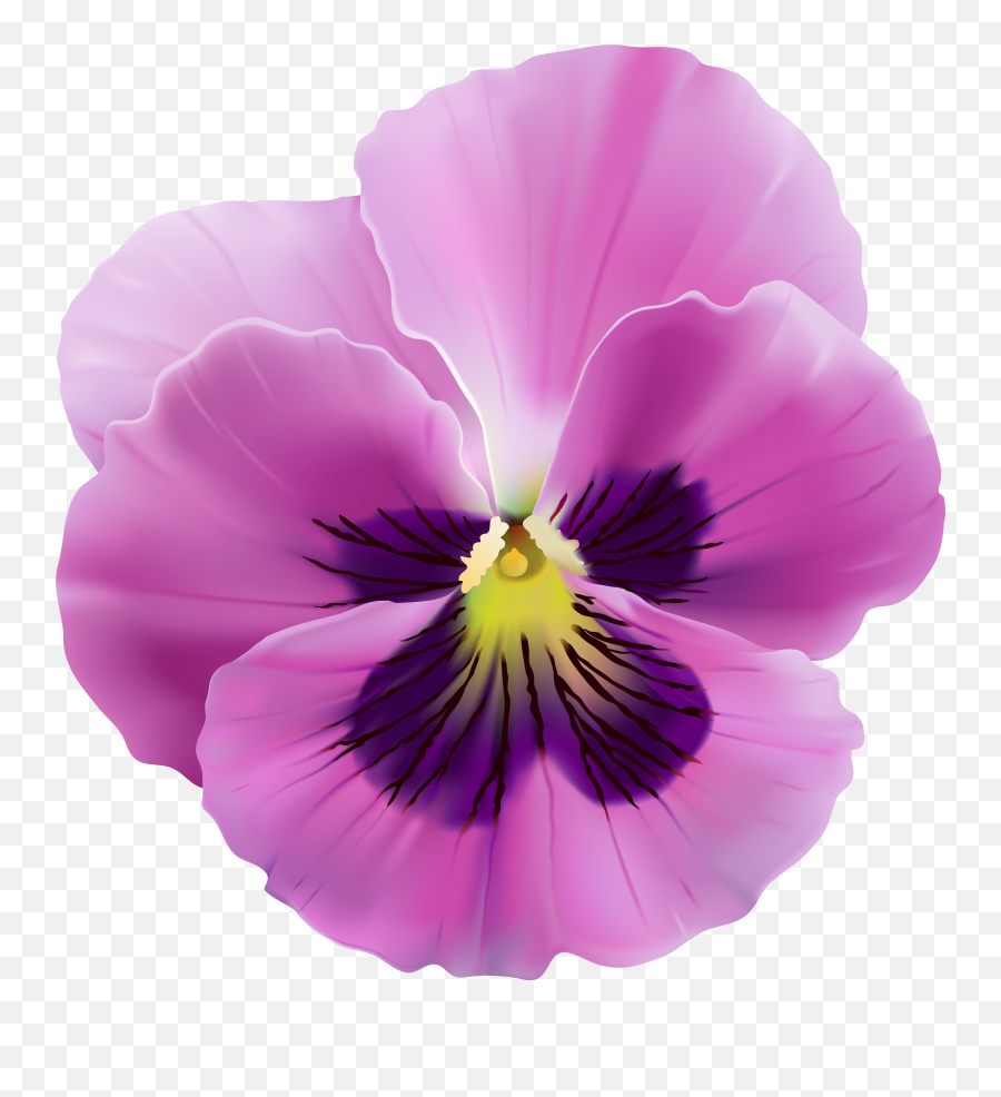 Violet Flower Png Files - Pansy Flower Png,Violets Png
