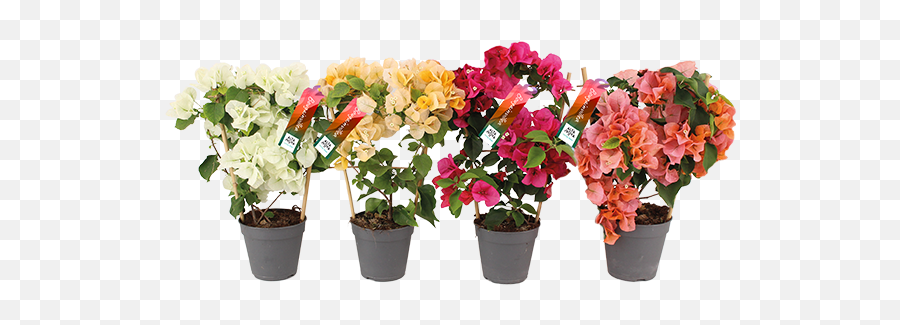 Bougainvillea - Altanova Flowerpot Png,Bougainvillea Png