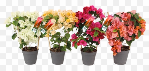 Bougainvillea - Altanova Flowerpot Png,Bougainvillea Png