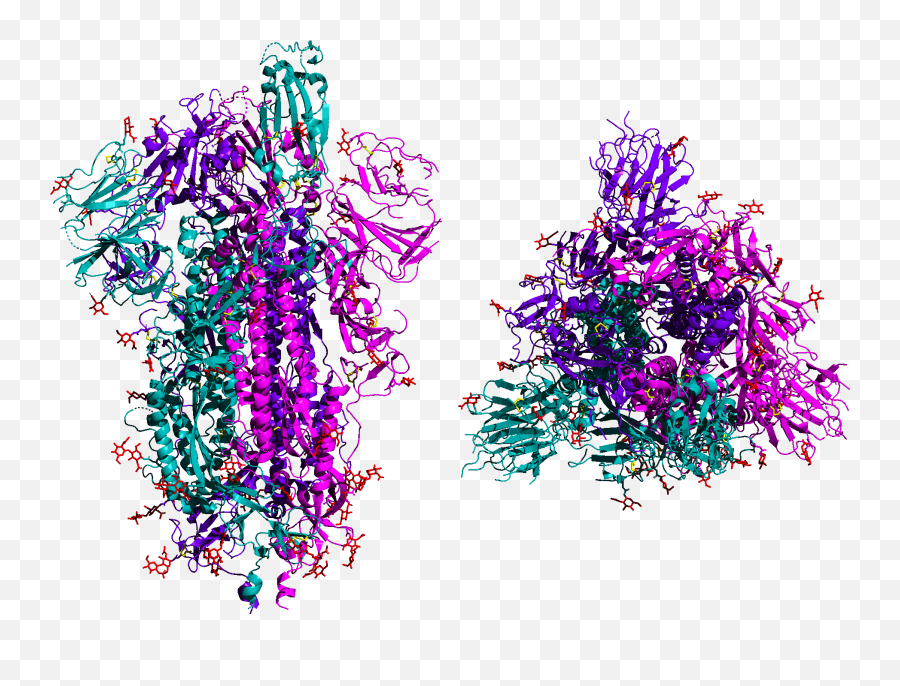What The Coronavirus Does To Your Body - Sars Cov 2 Spike Protein Trimer Png,Virus Transparent