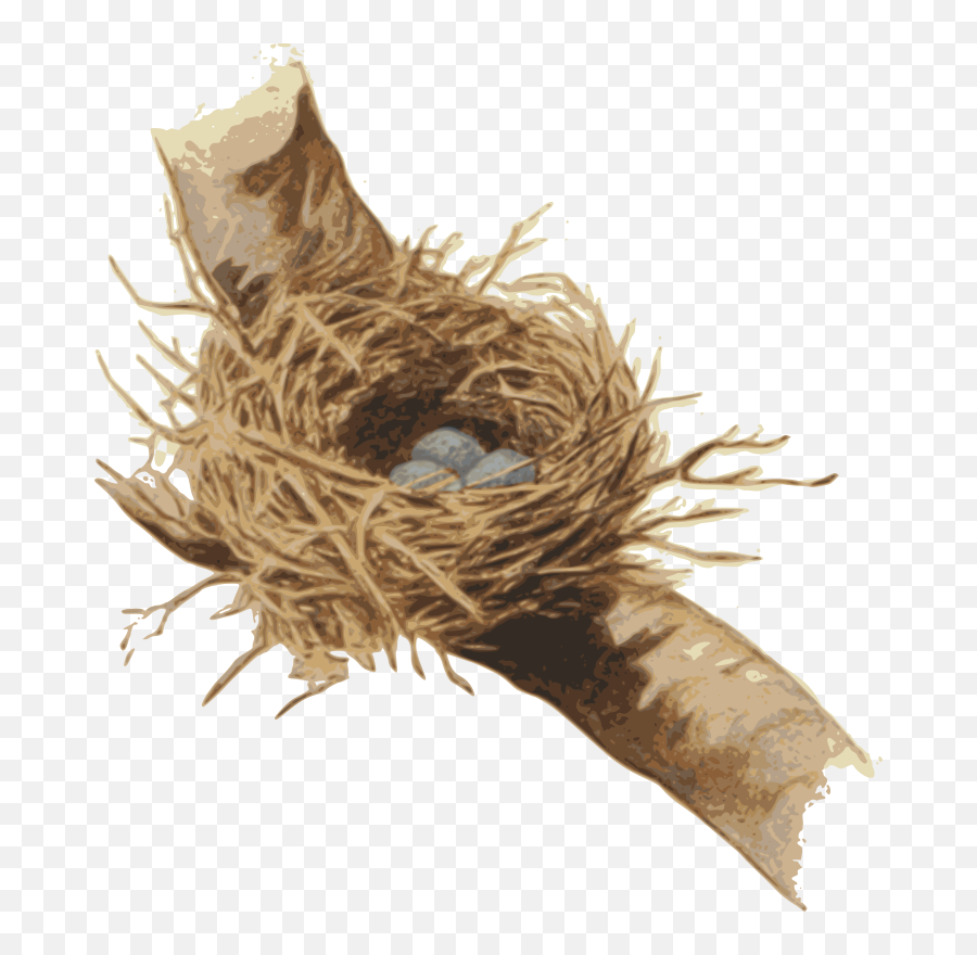 Nest Bird Plant Png Clipart - Portable Network Graphics,Bird Nest Png