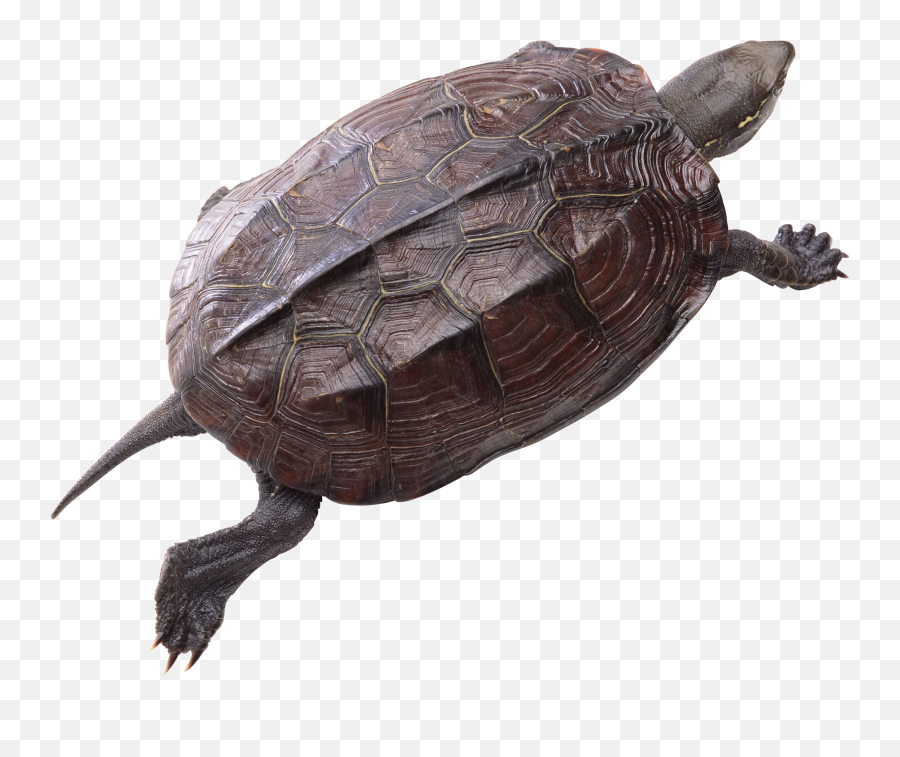 Turtle Png Pic - Png Turtle,Turtle Png