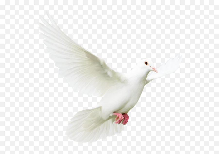 Download White Doves - Full Size Png Image Pngkit Parrot,White Doves Png