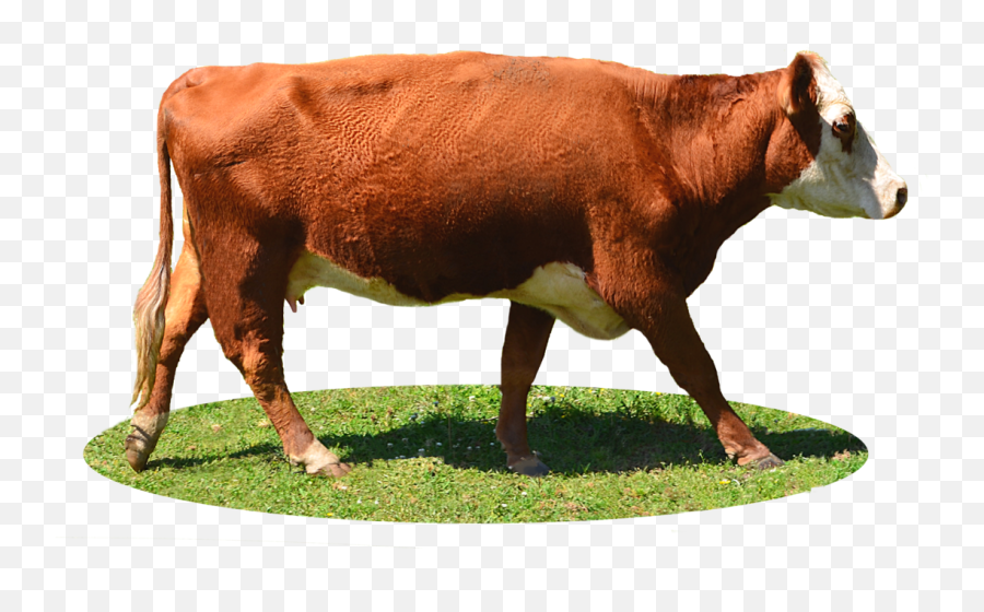 Download Cow Png Image Free Cows - Brown Cow Transparent Background,Cows Png