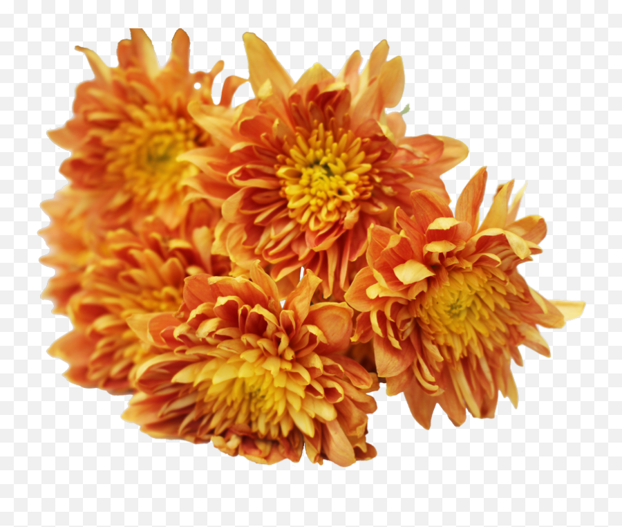 Yellow Chrysanthemum Png Download - Chrysanths,Chrysanthemum Png