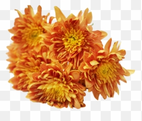 Yellow Chrysanthemum Png Download - Chrysanths,Chrysanthemum Png