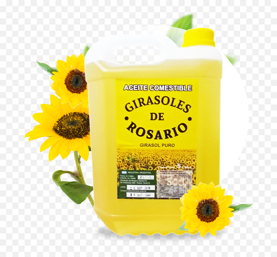 Download Home Oil Pic Real - Sunflower Full Size Png Image Fresh,Girasol Png