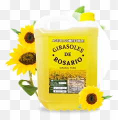 Download Home Oil Pic Real - Sunflower Full Size Png Image Fresh,Girasol Png