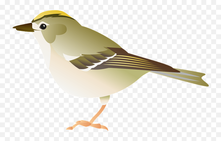 Goldcrest Bird Clipart Free Download Transparent Png - Sparrow,Bird Clipart Png