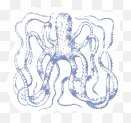 The Good Life - July 2020 Tags U0026 Stickers Print Sticker Common Octopus Png,Octopus Transparent