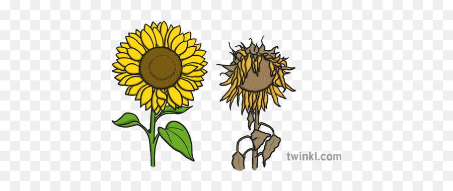 Sunflowers Illustration - Twinkl Sunflower Fibonacci Mathematical Investigation Png,Sunflowers Png