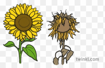 Sunflowers Illustration - Twinkl Fibonacci Mathematical Investigation png