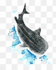 Whale Sharks Can Feed Themselves The Good Trip Png Shark