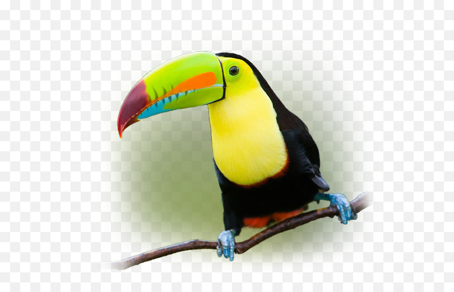 Download Southern Pacific - Toucan Full Size Png Image Toco Toucan,Toucan Png