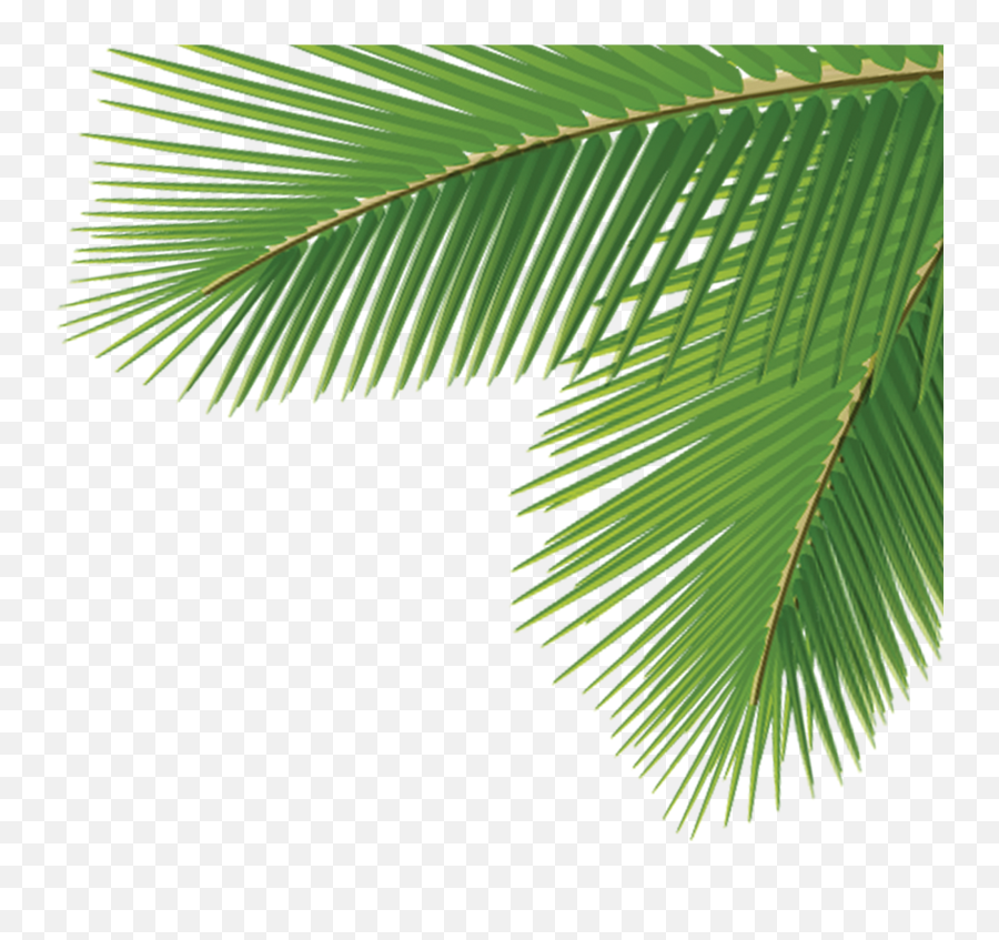 Download Arecaceae Leaf Tree Dasylirion - Palm Tree Leaves Png,Palm Tree Leaves Png