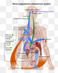 Renin - Angiotensin Aldosterone System Diagram png