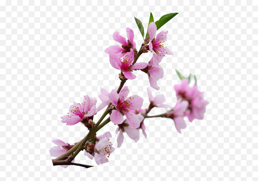 Sakura Branch Png - Cherry Blossom,Cherry Blossom Branch Png