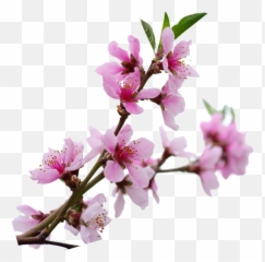Sakura Branch Png - Cherry Blossom