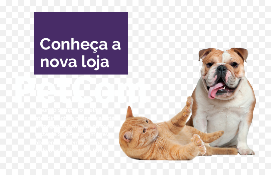 Index Of Wp - Contentthemesstorefrontassetsimg Pet Sem Fundo Png,Pet Png