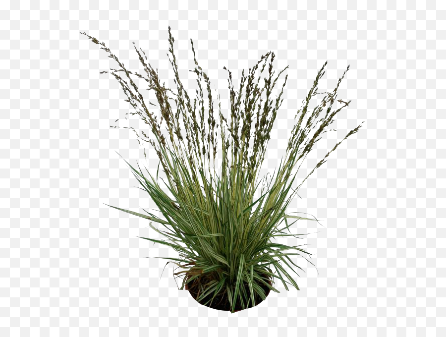 Download Plants Png Pic - Shrub Photoshop Entourage Png Grass Plant Png,Entourage Png