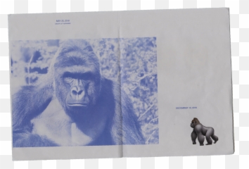 Art Imitates Life - Vanissa Wong Gorilla Penis Png,Harambe Transparent