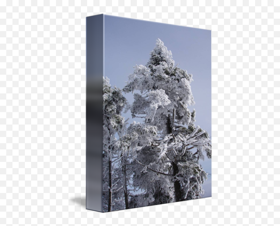 Snowy Trees In Nh By Christine Bauer Steman - Spruce Png,Snowy Trees Png