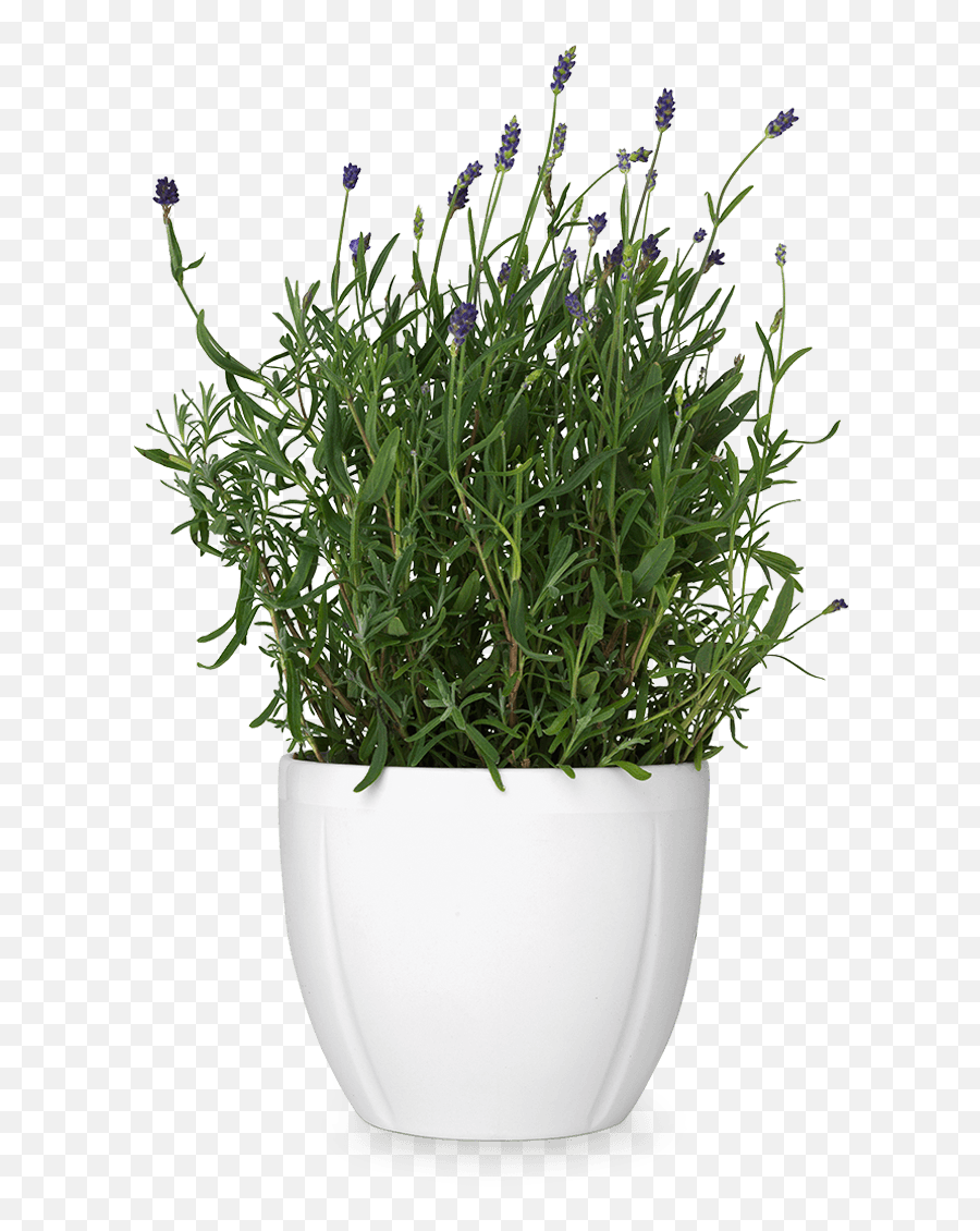 Flower Pot Png Transparent Potpng Images Pluspng - Transparent Background Flower Pot Png,Greenery Png