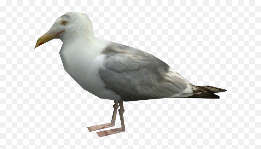 Download Seagull Png - Gta V Seagull Png Image With Gta Seagull,Seagull Png