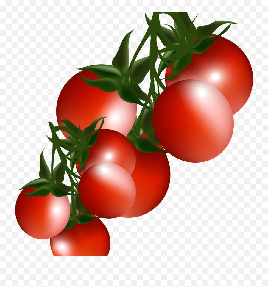 Tomato Plant Clip Art Png Clipart