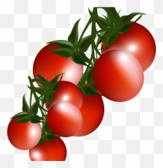 Tomato Plant Clip Art Png Clipart