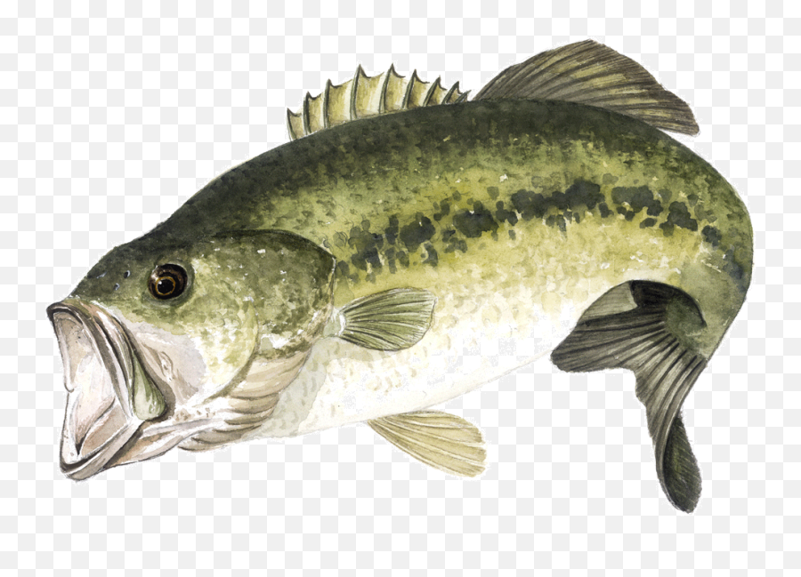 Download Black - Bass Fishing Png Image With No Background Largemouth Bass Png,Bass Png