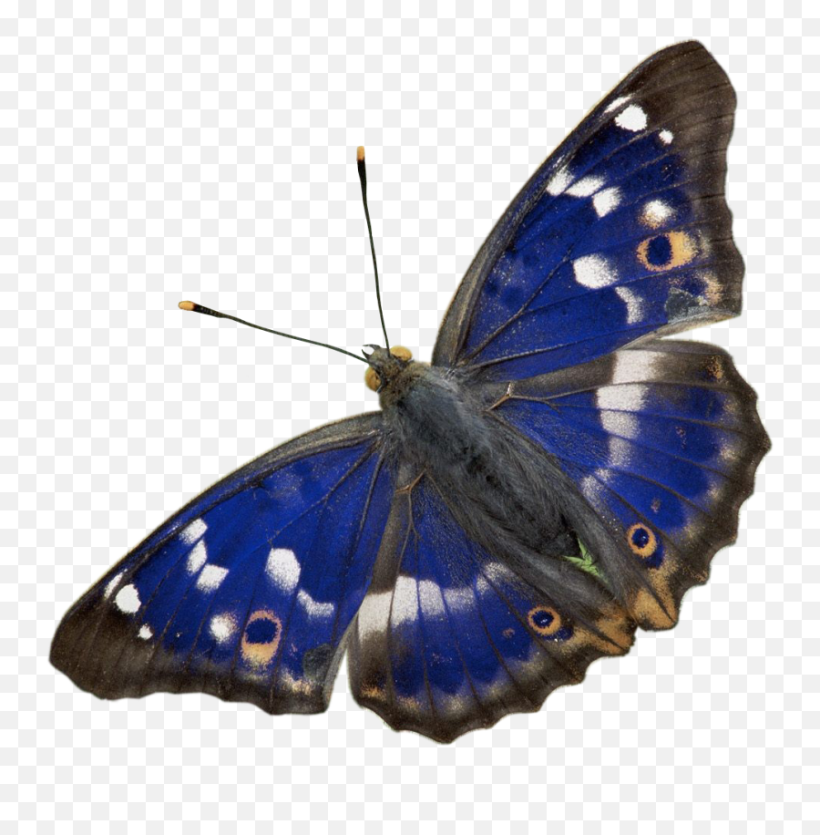 Liked Like Share - Purple Emperor Butterfly Png Full Size Purple Emperor Butterfly,Purple Butterfly Png