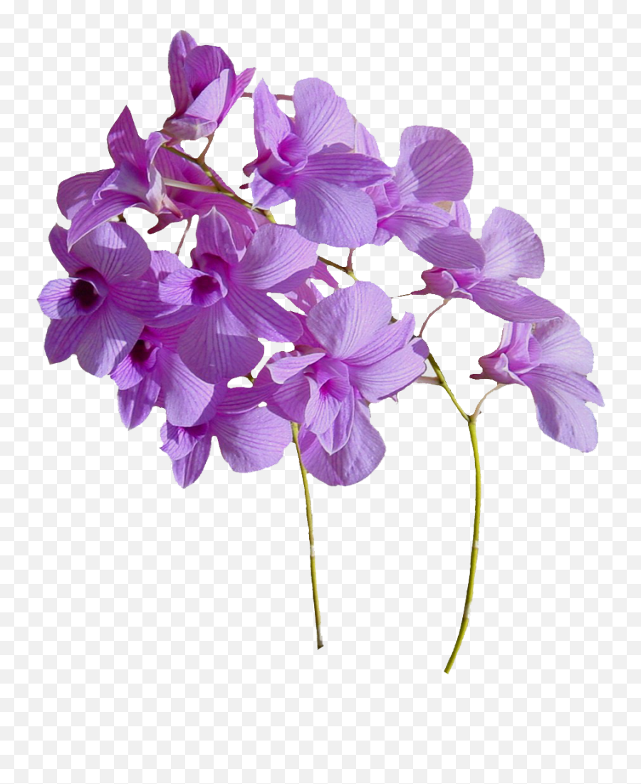 Real Flowers Png Download - Real Flowers Png,Real Flowers Png
